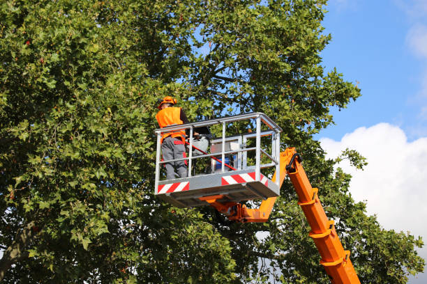 Oak Lawn, IL  Tree Services Company