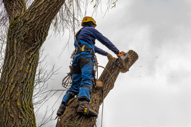 Best Fruit Tree Pruning  in Oak Lawn, IL