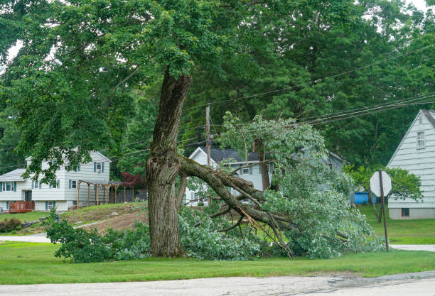 Why Choose Our Tree Removal Services in Oak Lawn, IL?